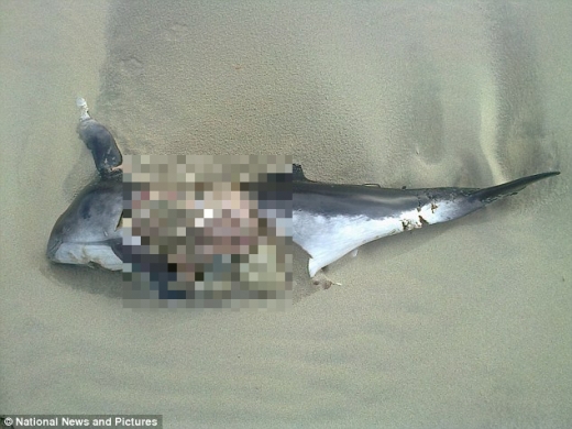 고래 잡아먹는 '잔혹한 킬러 바다표범' 주의보ㄷㄷㄷ | 인스티즈