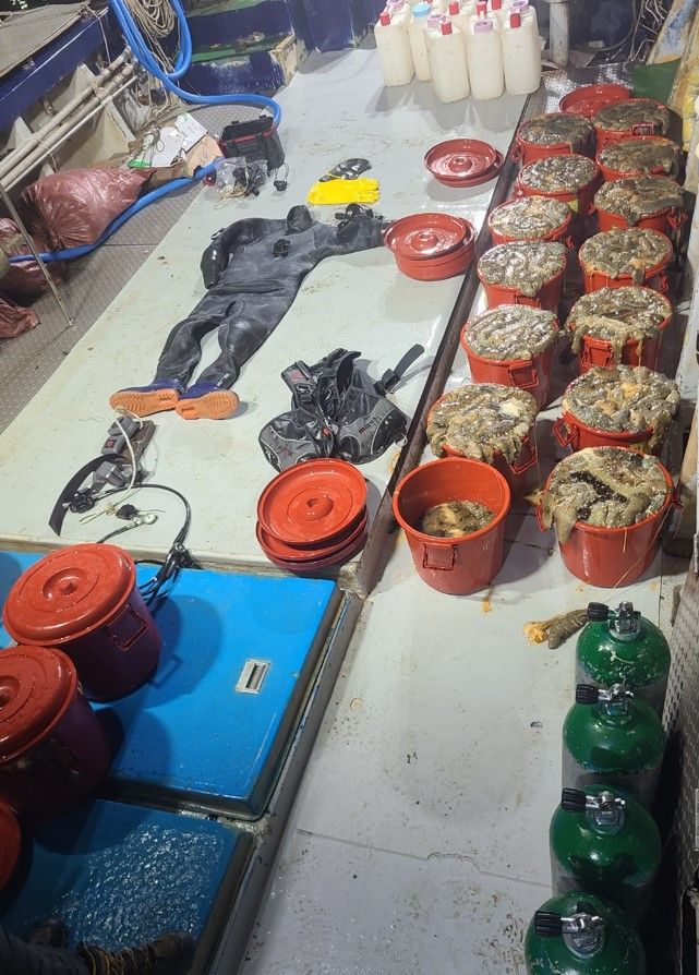 무허가 잠수기 조업, 안면도서 해삼 350kg 불법 채취
