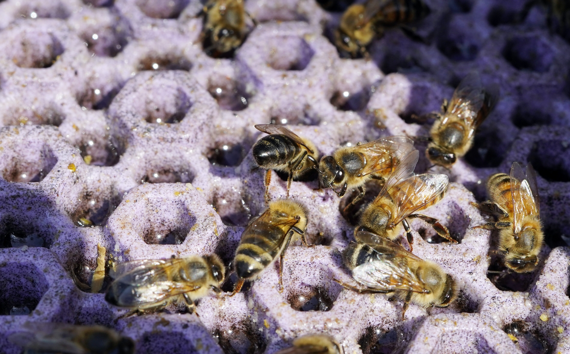 꿀벌 집단실종, 주범은 사양벌꿀?…대통령실도 주목했다