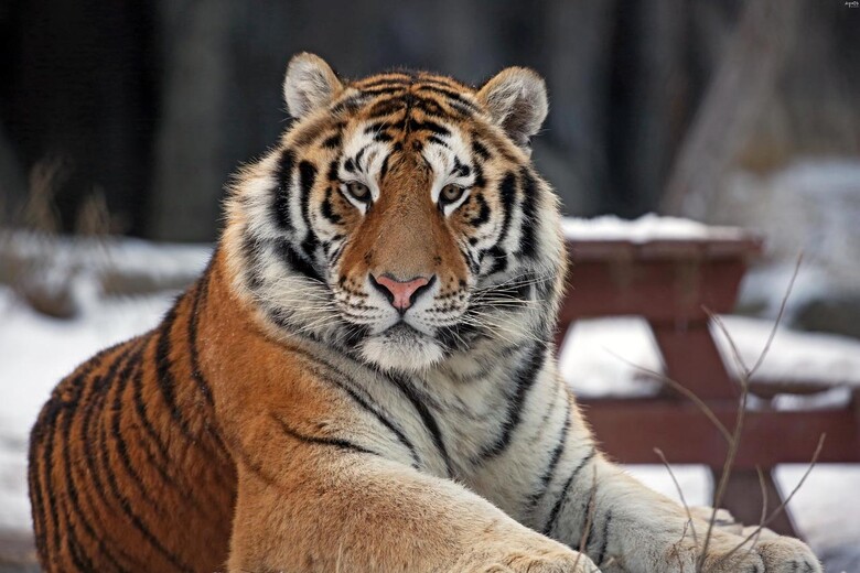지난 19일 서울대공원에서 멸종위기 1급 시베리아호랑이 ‘태백’이 숨진 사실이 뒤늦게 알려졌다. 서울대공원 누리집 갈무리