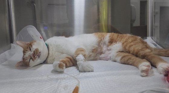 최근 전국에서 동시다발적으로 폐사한 고양이들과 유사한 증상을 보여 입원 치료를 받고 있는 코리안숏헤어 품종 고양이. 사진 동물보호협회 라이프