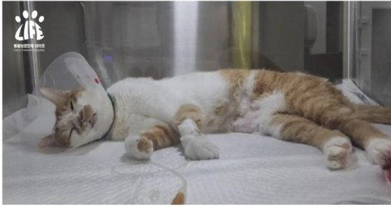 최근 전국에서 동시다발적으로 폐사한 고양이들과 유사한 증상을 보여 입원 치료를 받고 있는 코리안숏헤어 품종 고양이. 사진 동물보호협회 라이프