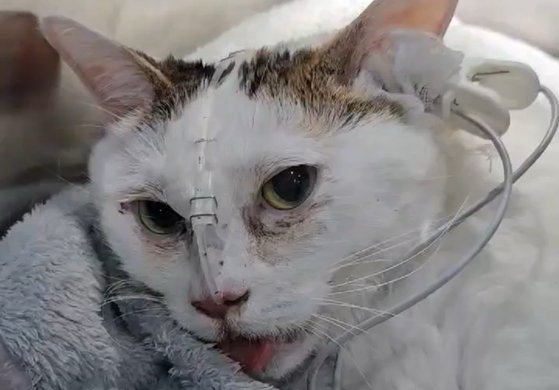 급성 신경·근육 병증으로 치료를 받다가 최근 목숨을 잃은 고양이 바미. 사진 동물보호단체 라이프