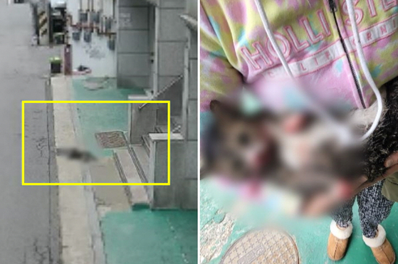 지난달 5일 서울 광진구 한 빌라에서 고양이 학대 사건이 발생했다. 오른쪽은 학대 당한 고양이 희동이가 이웃 주민의 학대 직후 보호자 품에 안겨 있는 모습. 〈출처=동물자유연대 제공〉