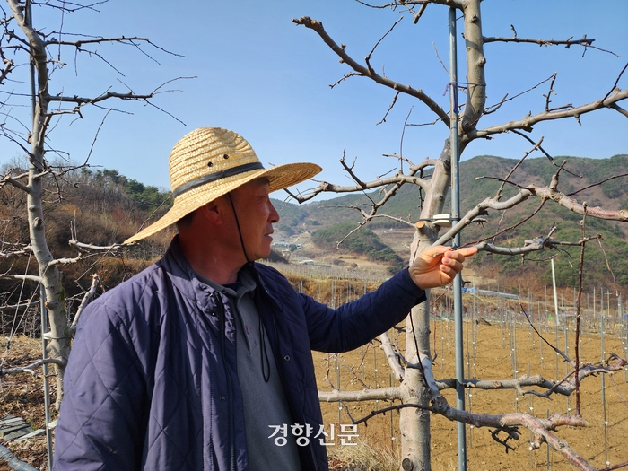 경북 예천군의 한 사과농장에서 27일 농장주 안모씨65가 자신의 사과나무를 돌보고 있다. 김현수 기자