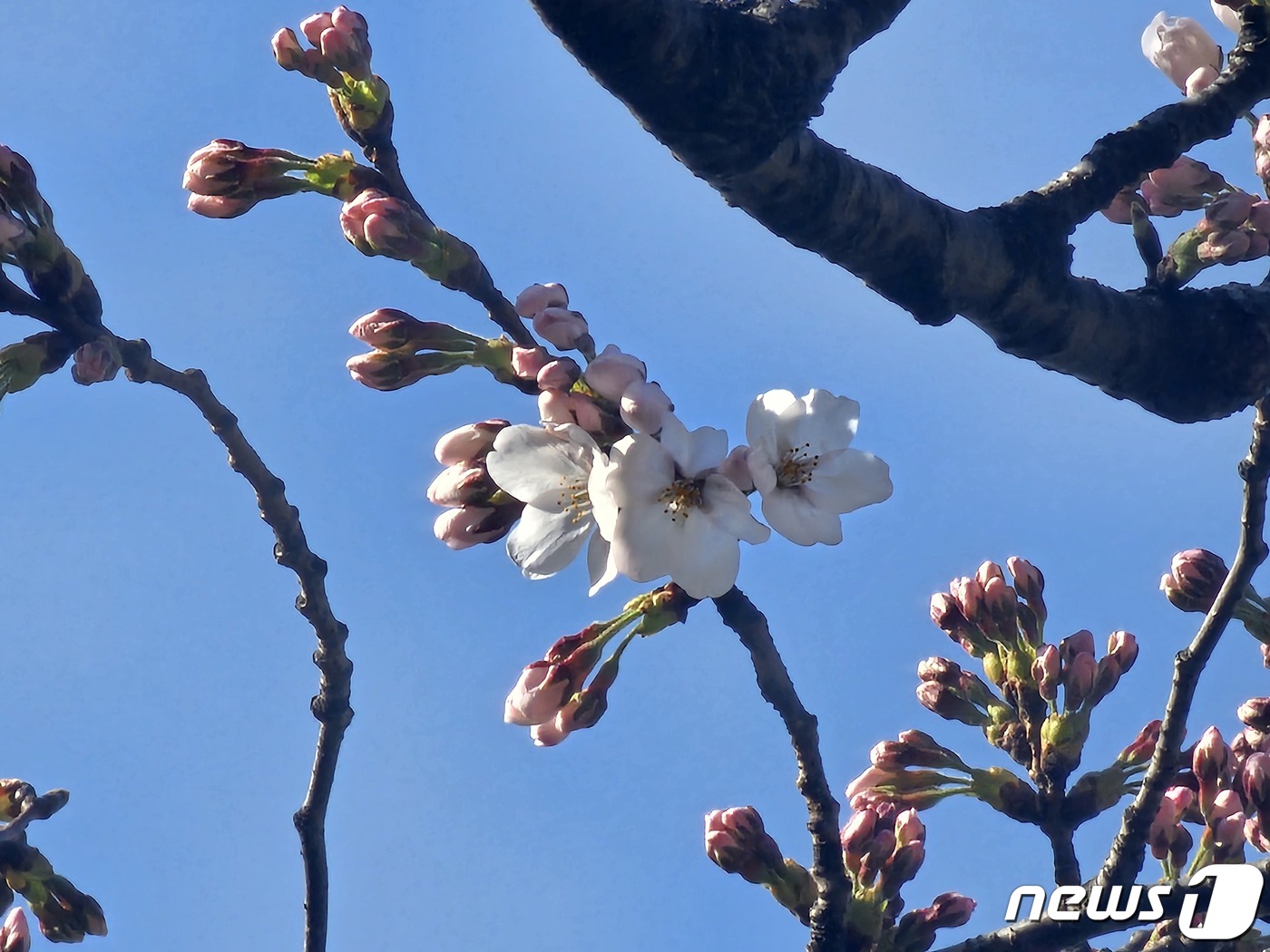 4월 첫날 서울 벚꽃 피었다…지난해보다 7일 느리게 빼꼼