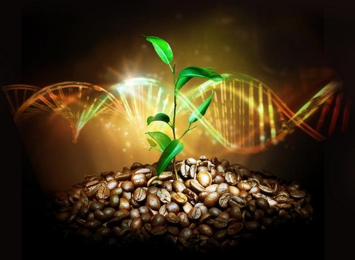 [사이테크] quot;아라비카 커피, 최소 61만년 전 에티오피아 숲에서 탄생quot;